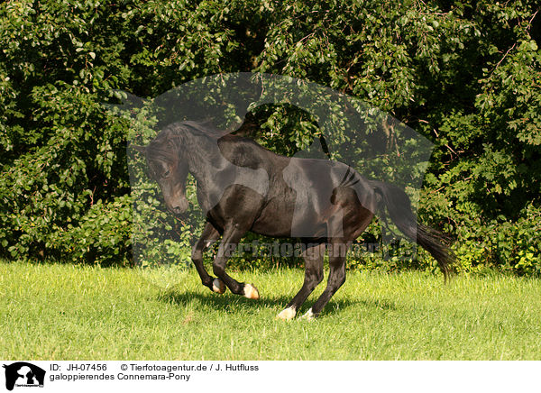 galoppierendes Connemara-Pony / JH-07456