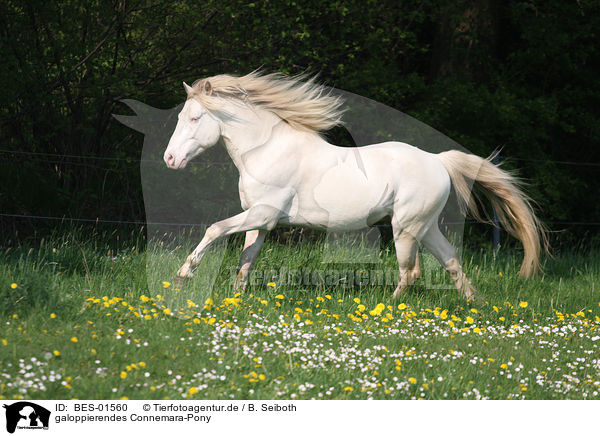galoppierendes Connemara-Pony / galloping Connemara-Pony / BES-01560