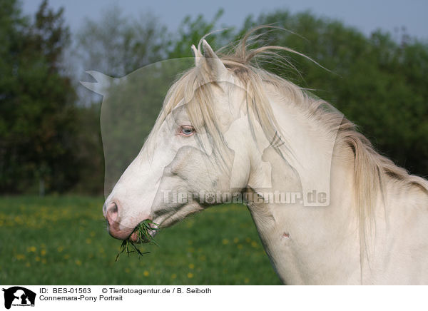 Connemara-Pony Portrait / BES-01563