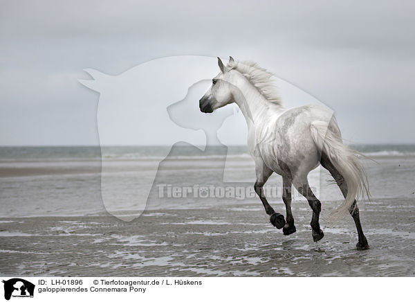 galoppierendes Connemara Pony / LH-01896