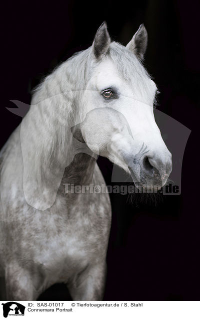 Connemara Portrait / Connemara Pony portrait / SAS-01017