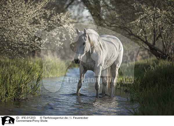 Connemara-Pony Stute / IFE-01203