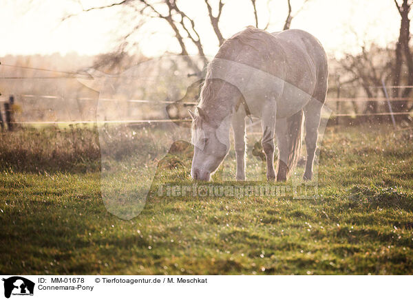 Connemara-Pony / Connemara Pony / MM-01678