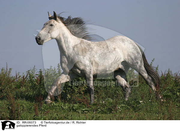 galoppierendes Pferd / RR-06073