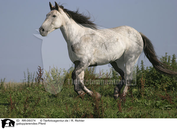 galoppierendes Pferd / RR-06074