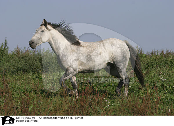 trabendes Pferd / RR-06076