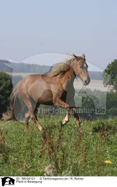 Pferd in Bewegung / running horse / RR-06121