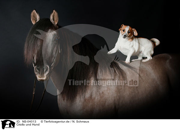 Criollo und Hund / Criollo and dog / NS-04013