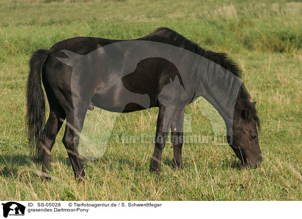 grasendes Dartmoor-Pony / SS-05028