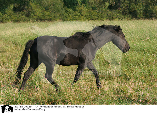 trabendes Dartmoor-Pony / SS-05029