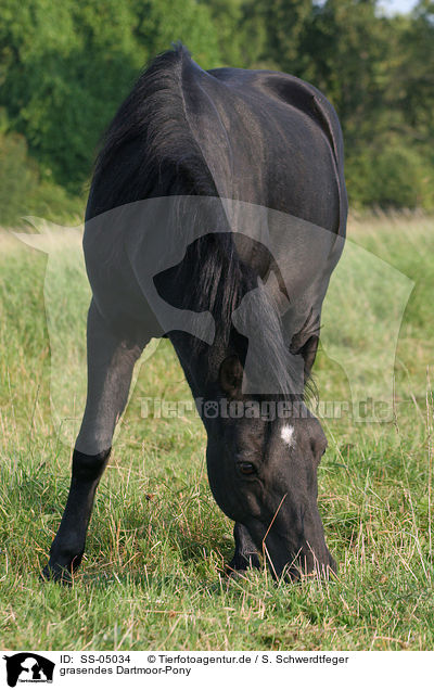 grasendes Dartmoor-Pony / SS-05034