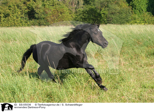 rennendes Dartmoor-Pony / SS-05036