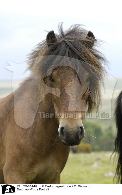 Dartmoor-Pony Portrait / Dartmoor Pony Portrait / CD-01448