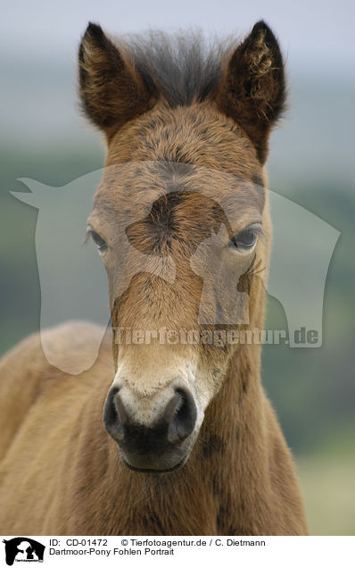 Dartmoor-Pony Fohlen Portrait / dartmoor pony foals portrait / CD-01472