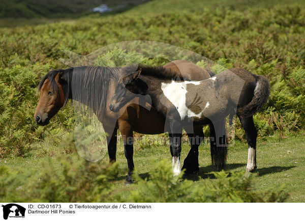 Dartmoor Hill Ponies / CD-01673