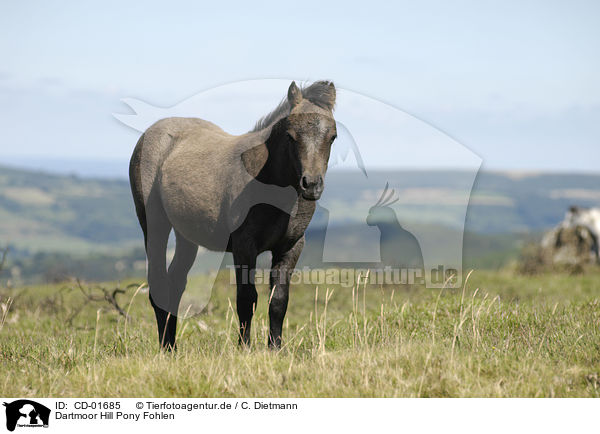 Dartmoor Hill Pony Fohlen / CD-01685