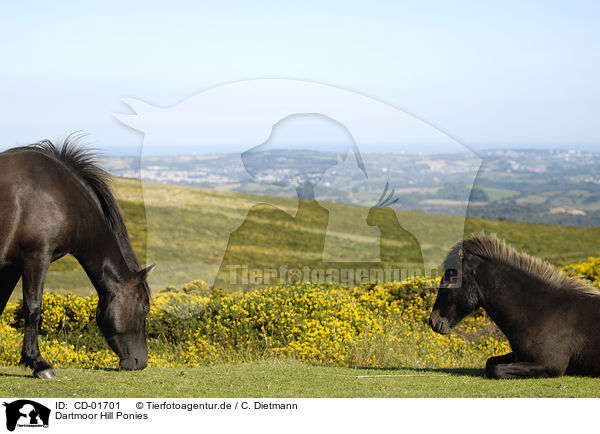 Dartmoor Hill Ponies / Dartmoor Hill Ponies / CD-01701