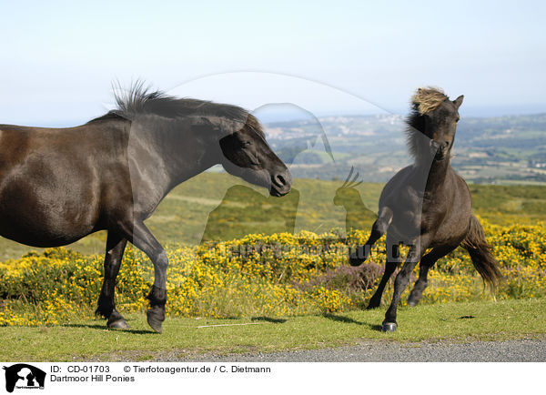 Dartmoor Hill Ponies / Dartmoor Hill Ponies / CD-01703