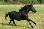 rennendes Dartmoor-Pony