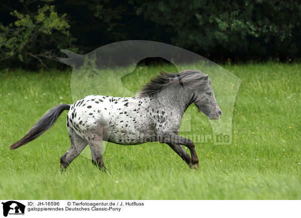 galoppierendes Deutsches Classic-Pony / JH-16596