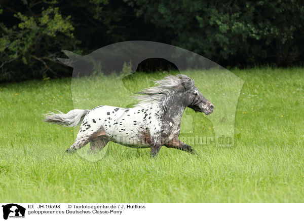 galoppierendes Deutsches Classic-Pony / JH-16598