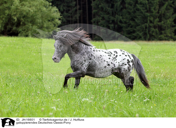 galoppierendes Deutsches Classic-Pony / JH-16601