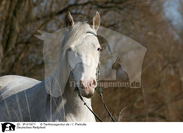 Deutsches Reitpferd / horse / IP-01871