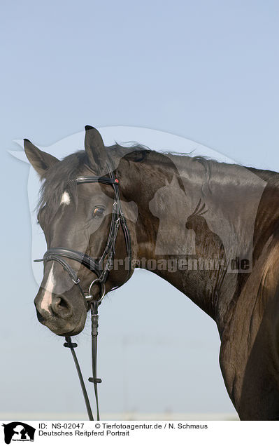 Deutsches Reitpferd Portrait / horse portrait / NS-02047