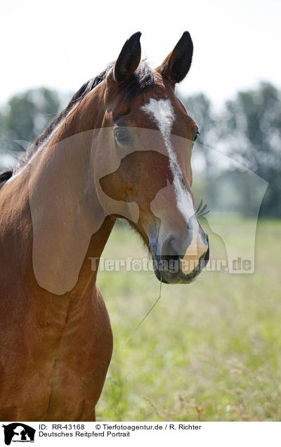 Deutsches Reitpferd Portrait / warmblood portrait / RR-43168