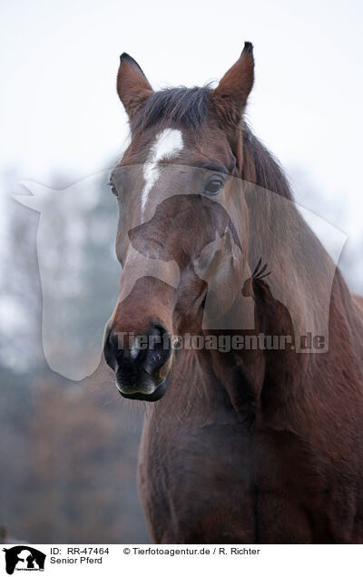Senior Pferd / Senior Horse / RR-47464