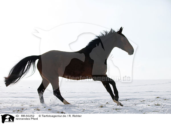 rennendes Pferd / running horse / RR-50252