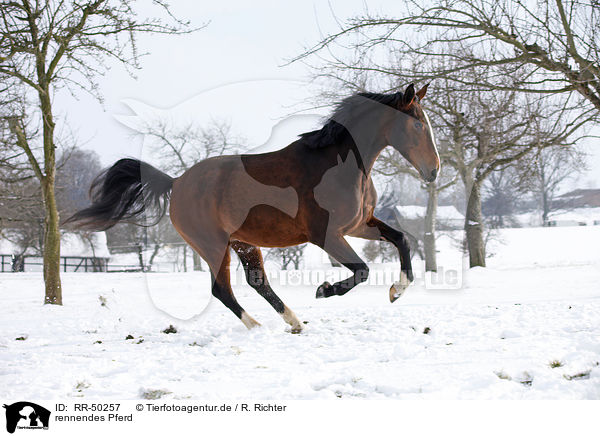 rennendes Pferd / running horse / RR-50257