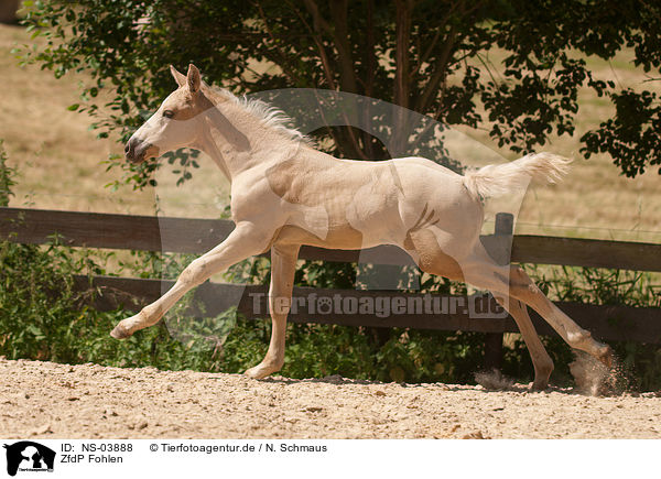 ZfdP Fohlen / foal / NS-03888