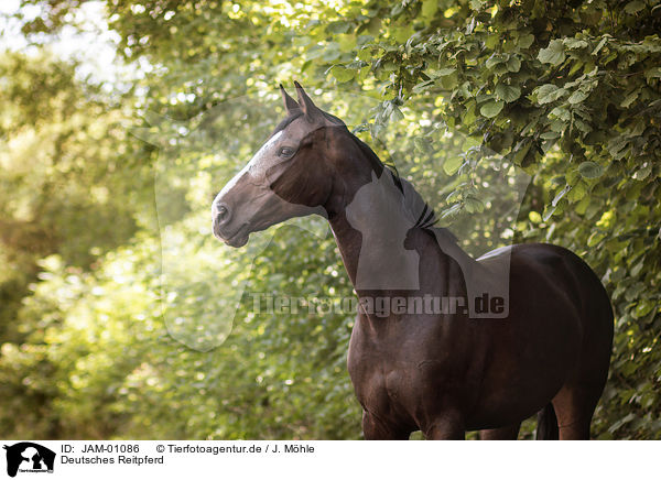 Deutsches Reitpferd / German Riding Horse / JAM-01086