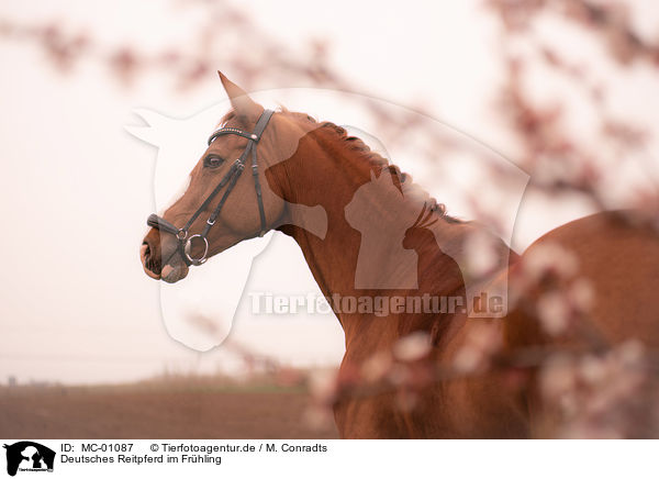 Deutsches Reitpferd im Frhling / German Riding Horse in the spring / MC-01087