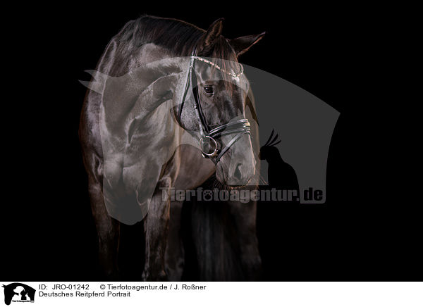 Deutsches Reitpferd Portrait / German Riding Horse Portrait / JRO-01242