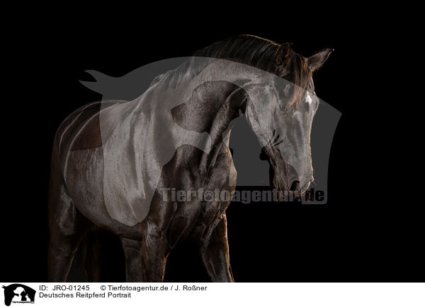 Deutsches Reitpferd Portrait / German Riding Horse Portrait / JRO-01245