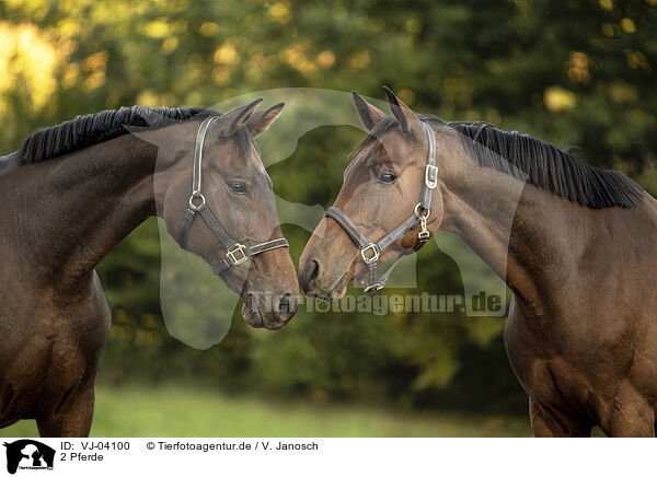 2 Pferde / 2 horses / VJ-04100