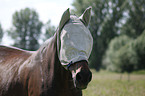 Deutsches Reitpferd Portrait