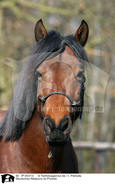 Deutsches Reitpony im Portrait / Pony Portrait / IP-00313