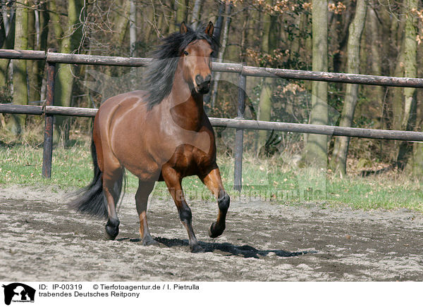 trabendes Deutsches Reitpony / running pony / IP-00319