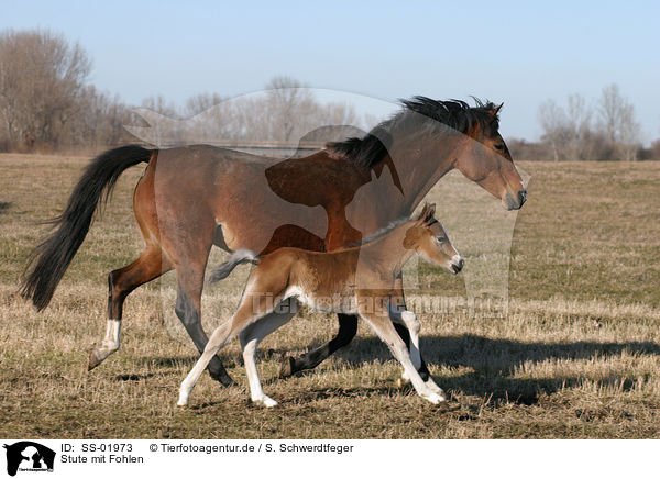 Stute mit Fohlen / mare with foal / SS-01973