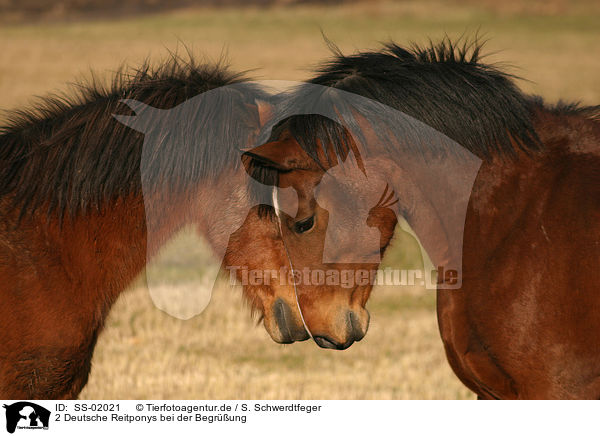 2 Deutsche Reitponys bei der Begrung / 2 greeting Ponies / SS-02021