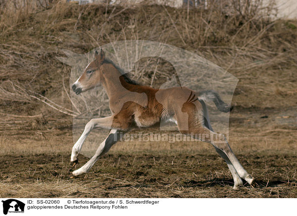 galoppierendes Deutsches Reitpony Fohlen / galloping pony foal / SS-02060