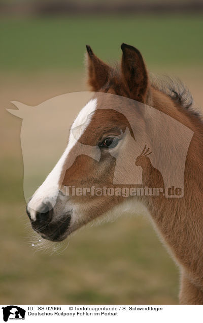 Deutsches Reitpony Fohlen / pony foal / SS-02066