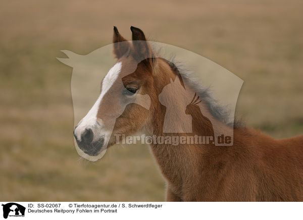 Deutsches Reitpony Fohlen / pony foal / SS-02067