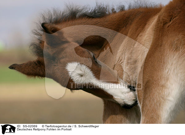 Deutsches Reitpony Fohlen / pony foal / SS-02069