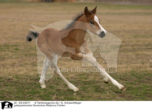 galoppierendes Deutsches Reitpony Fohlen / galloping pony foal / SS-02071