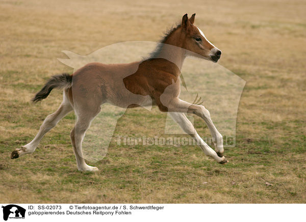 galoppierendes Deutsches Reitpony Fohlen / galloping pony foal / SS-02073