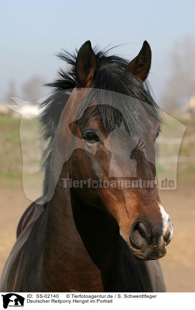 Deutsches Reitpony im Portrait / pony portrait / SS-02140